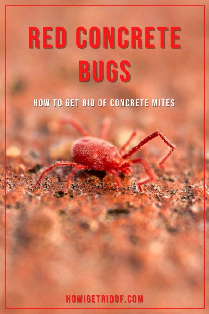 Red Concrete Bugs How To Get Rid Of Concrete Mites How I Get Rid Of