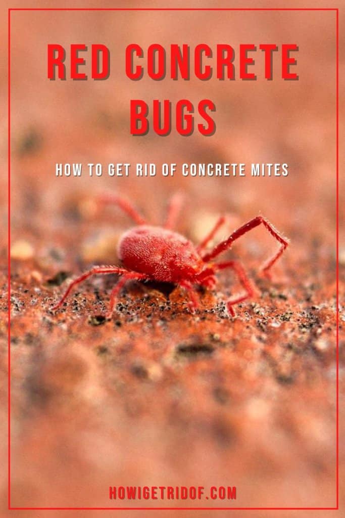 Red Concrete Bugs How To Get Rid Of Concrete Mites How I Get Rid Of