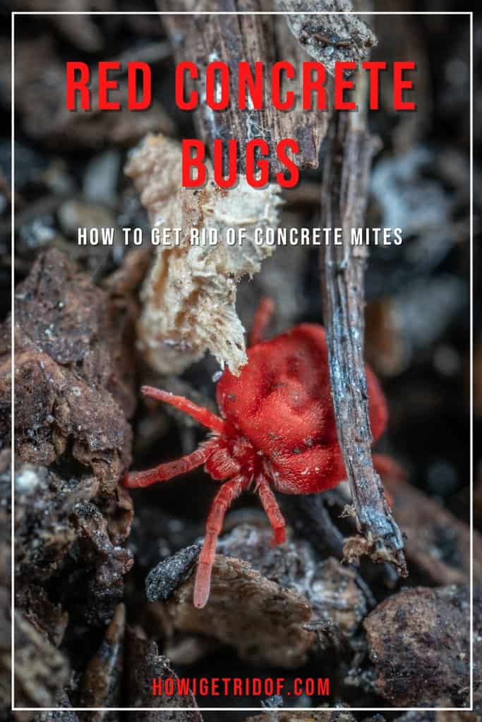 Red Concrete Bugs How To Get Rid Of Concrete Mites How I Get Rid Of
