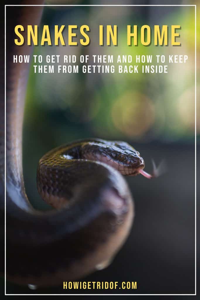 How To Get Rid of Snakes In Home And Keep Them From Getting Back Inside