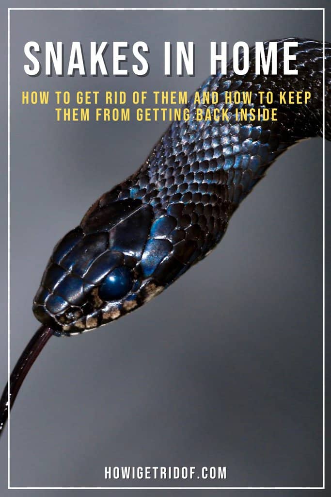 How To Get Rid of Snakes In Home And Keep Them From Getting Back Inside