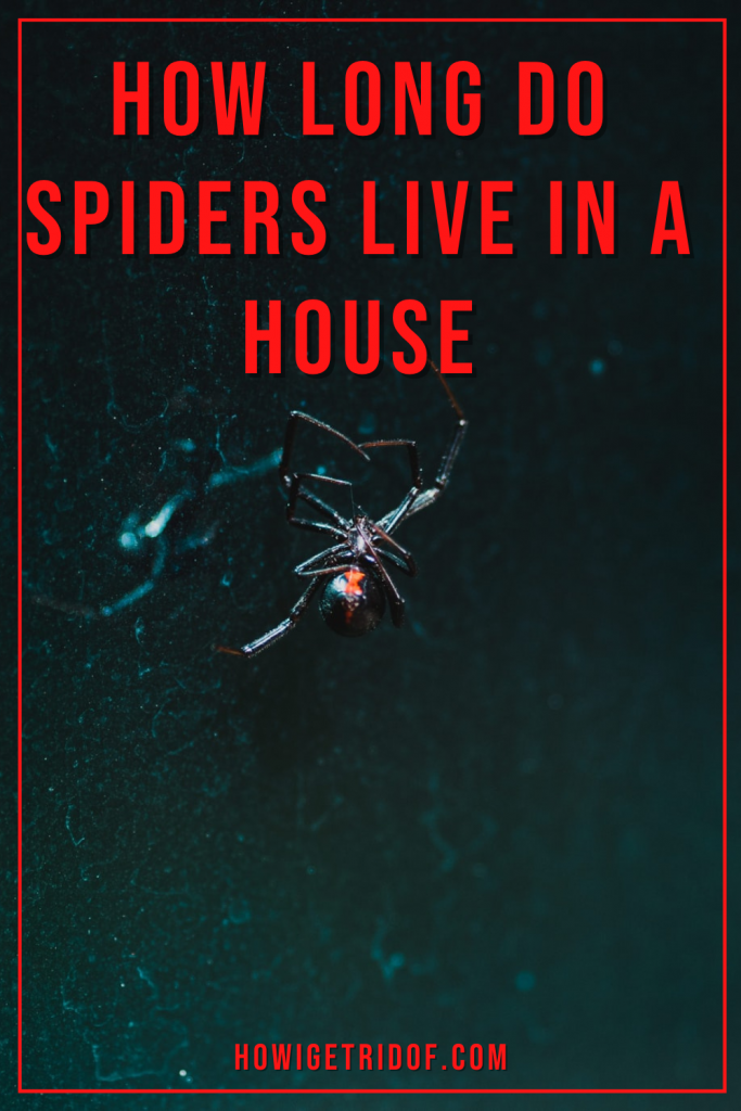 Spiders live in a house 1