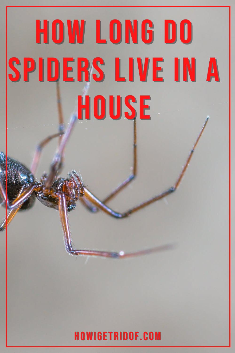 How Long Do Spiders Live In A House? How I Get Rid Of