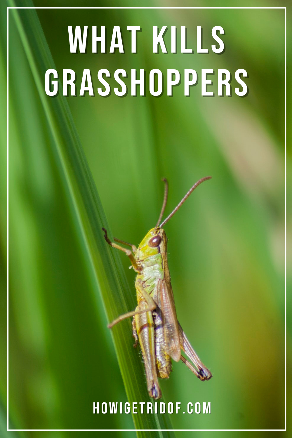 What Kills Best Control Methods How I Get