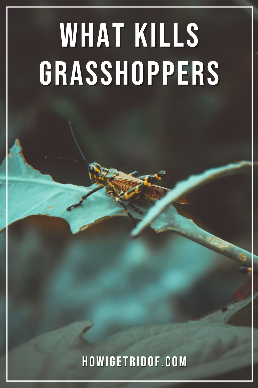 What Kills Best Control Methods How I Get Rid Of