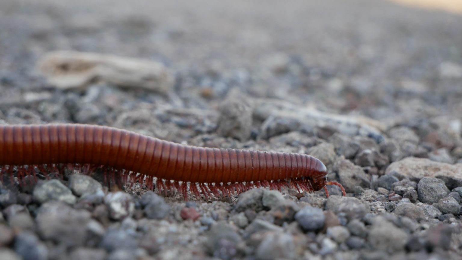 Different Types Of Millipedes And How To Manage Them How I Get Rid Of