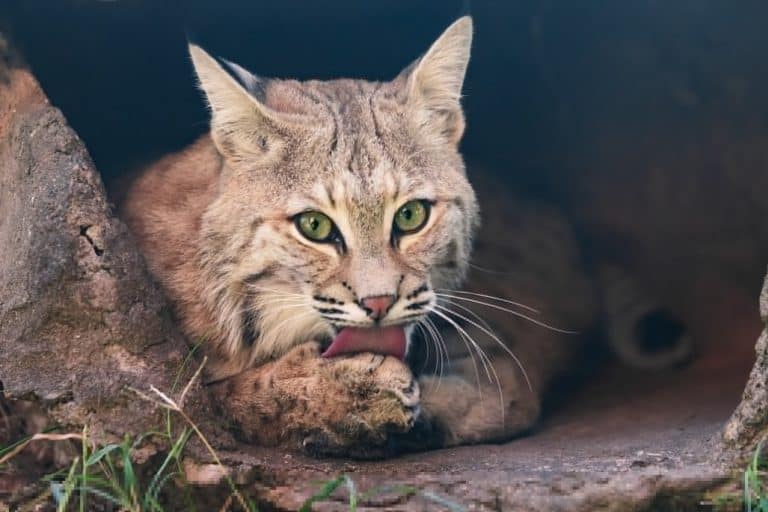 What Does A Bobcat Look Like? Tips On Keeping Bobcats and Other