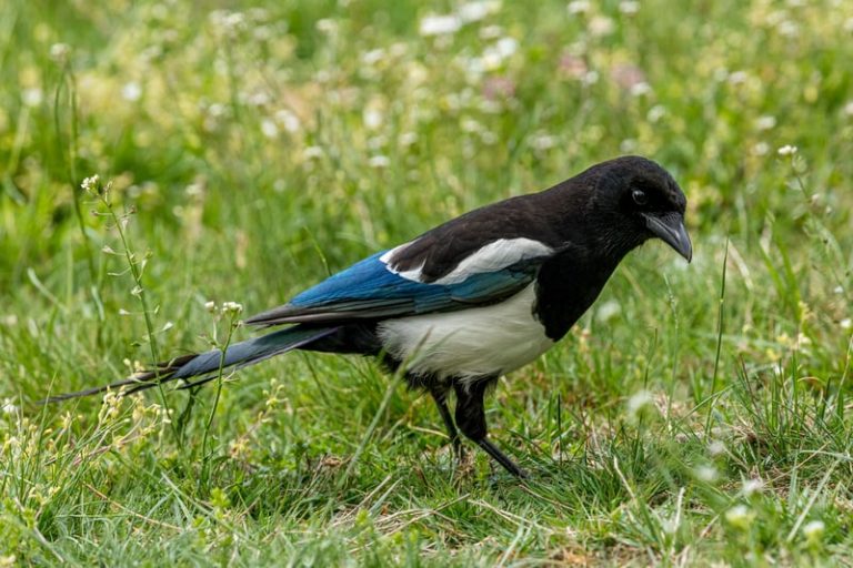 How To Get Rid Of Magpies How I Get Rid Of