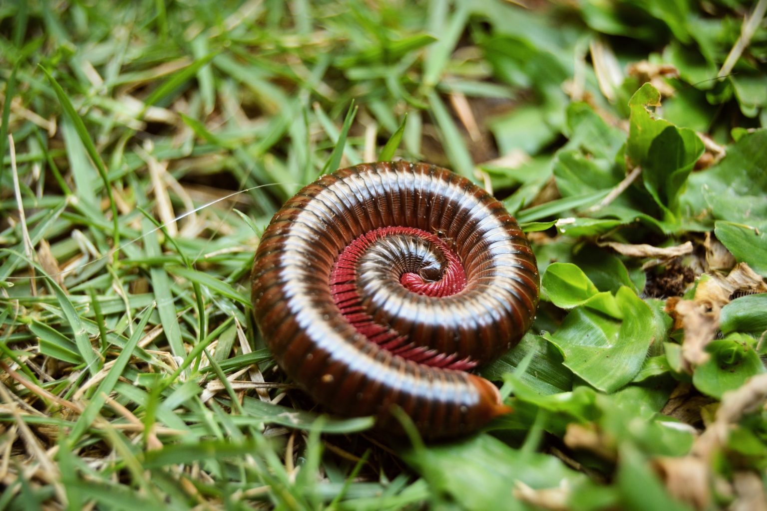 Different Types Of Millipedes And How To Manage Them - How I Get Rid Of