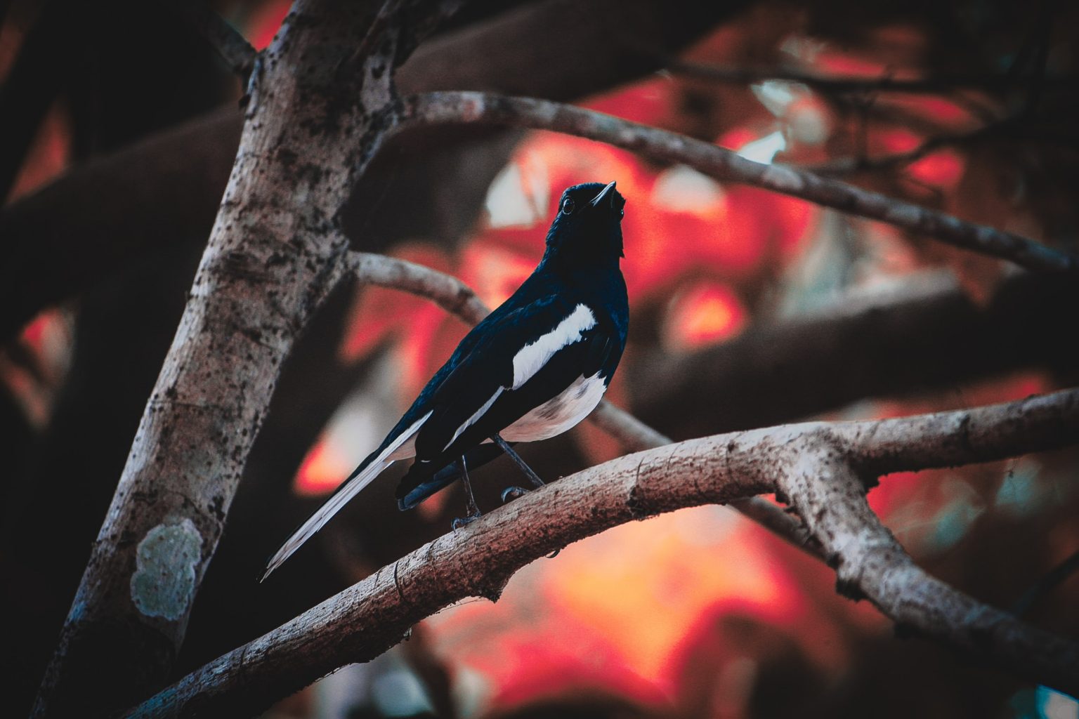 How To Get Rid Of Magpies How I Get Rid Of