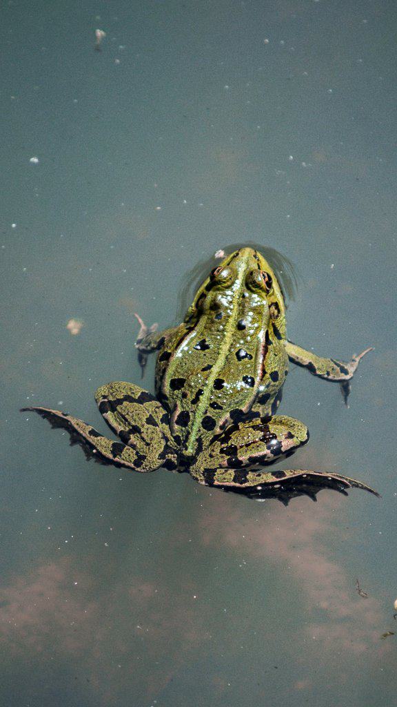 How To Make Frogs Shut Up Best Ways To Stop Frogs From Croaking How