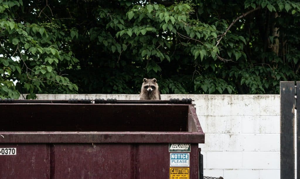 5 a raccoon behind a dumpster 5 a raccoon behind a dumpster