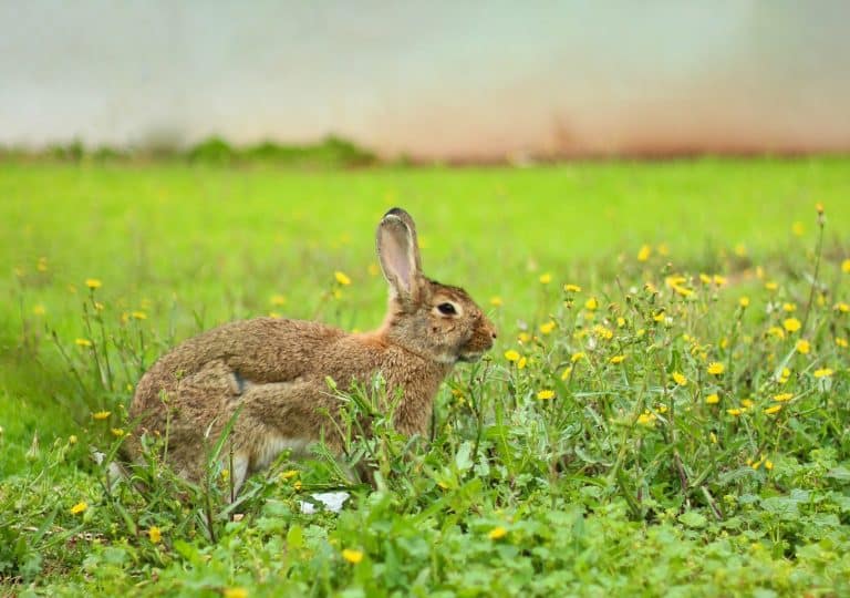 What Smells Do Rabbits Hate? Top Ways To Get Rid Of Rabbits Without Using Harsh Chemicals How