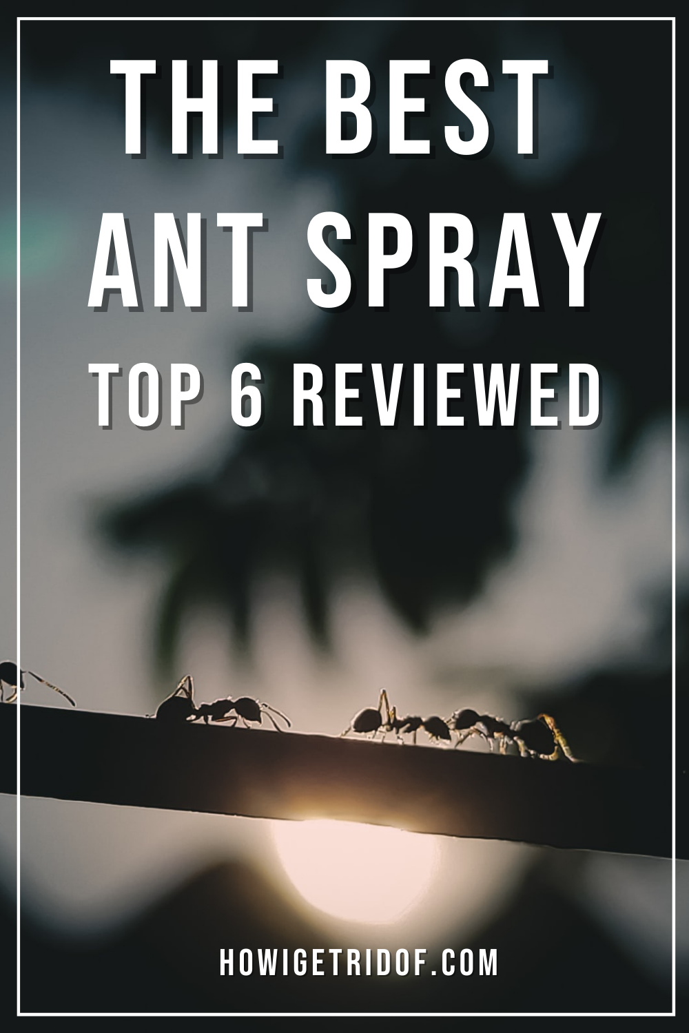The Best Ant Spray Top 6 Reviewed How I Get Rid Of