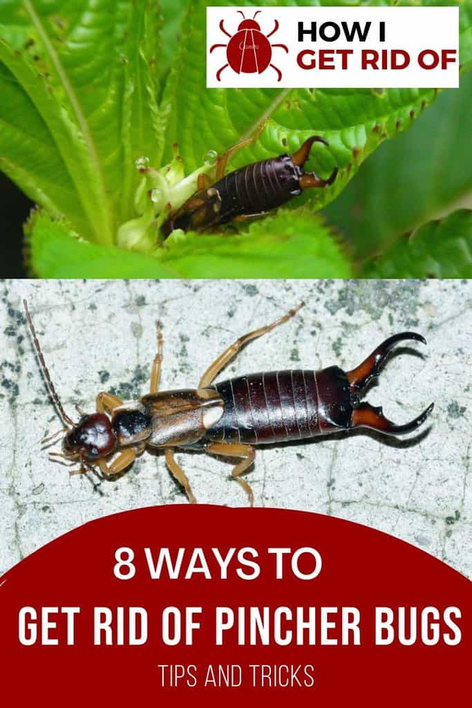 How to Get Rid of the Pincher Bug How I Get Rid Of