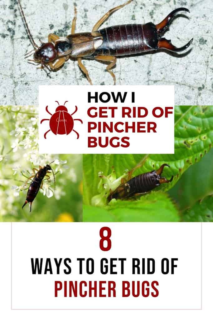 How to Get Rid of the Pincher Bug How I Get Rid Of