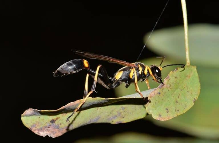 What Attracts Mud Daubers Tips on Keeping These Pests At Bay How I