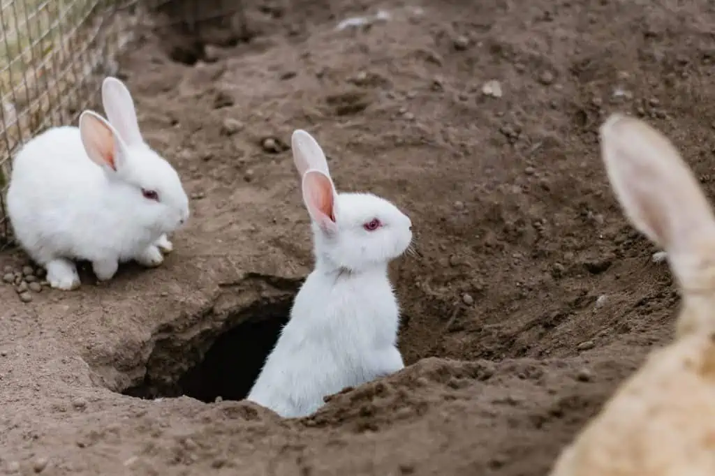 1 a white rabbit in a hole