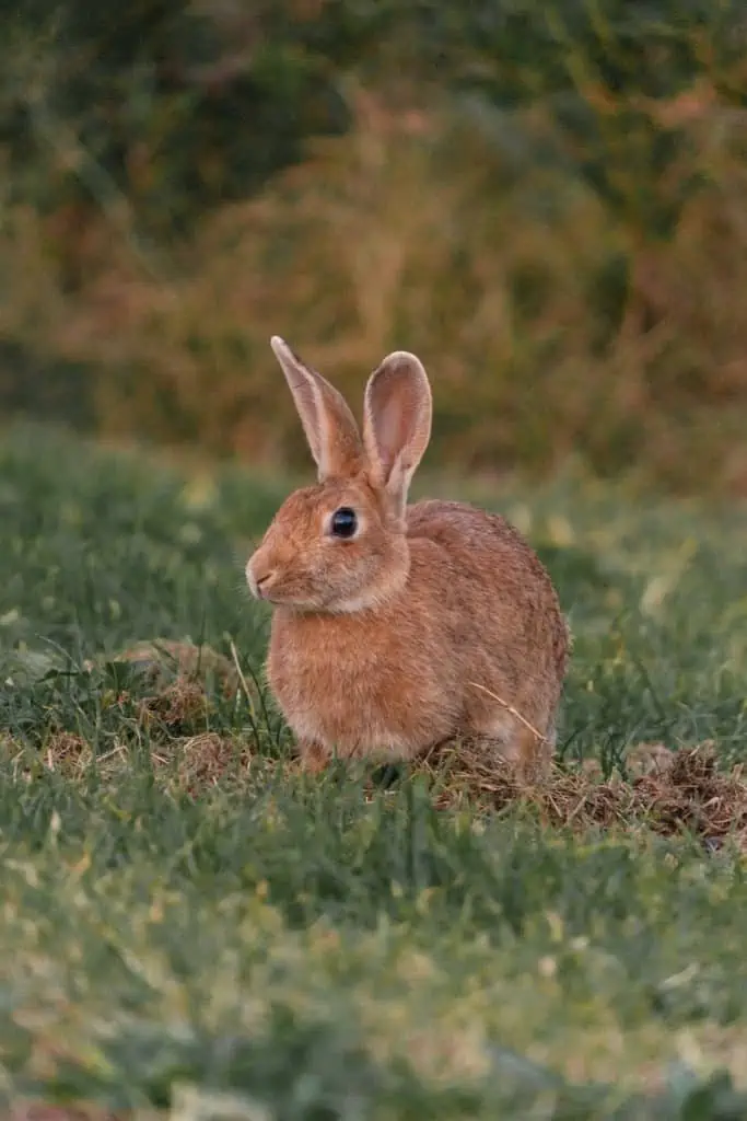 2 a brown rabbit