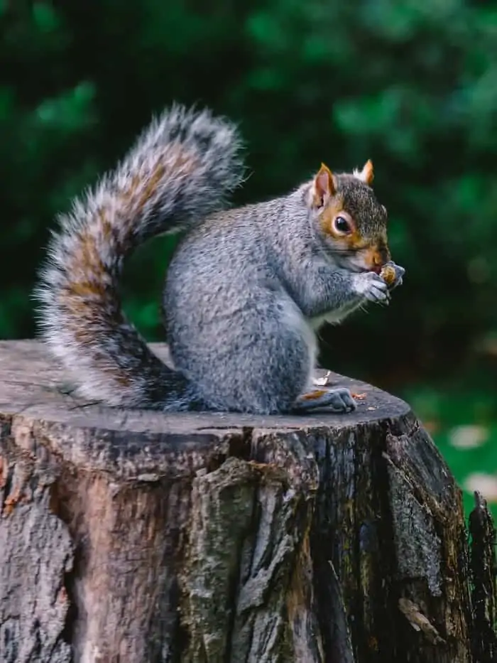 2 a gray squirrel on a stump