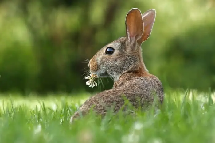 3 a rabbit eating clover