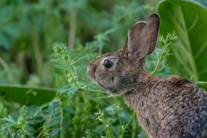 4 a rabbit sniffing plants