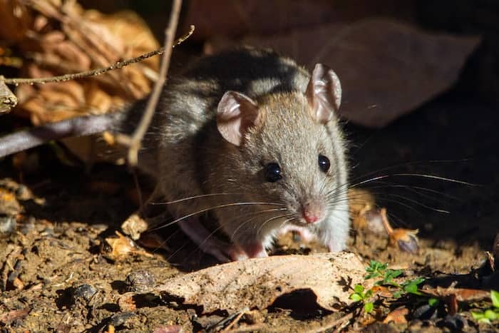 6 a brown rat 6 a brown rat
