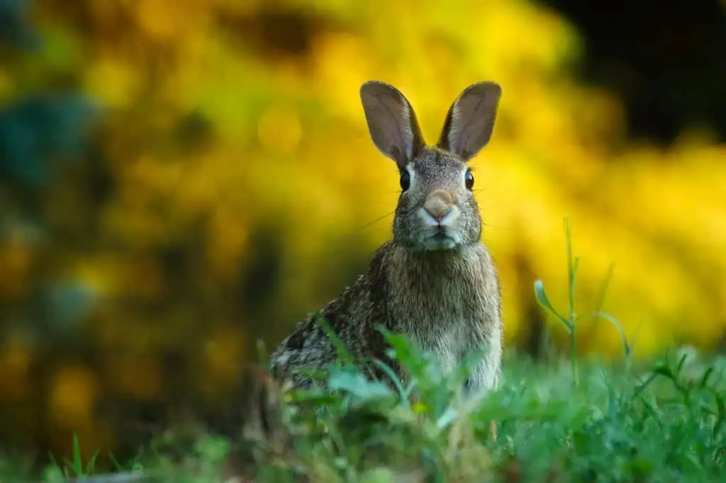 6 a rabbit looking up