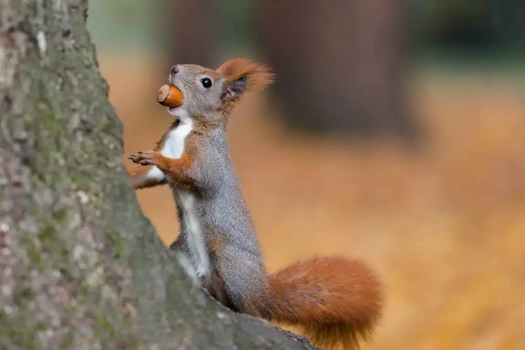 6 a squirrel with an acorn