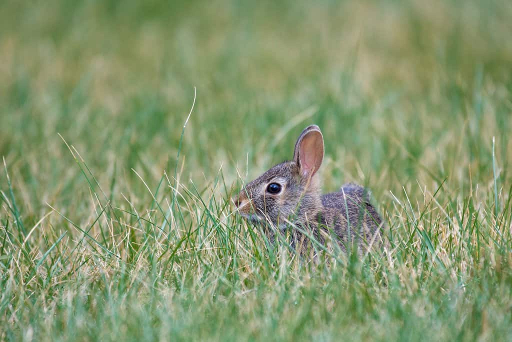 What Rabbit Holes In Yard Look Like and How to Stop Rabbits from