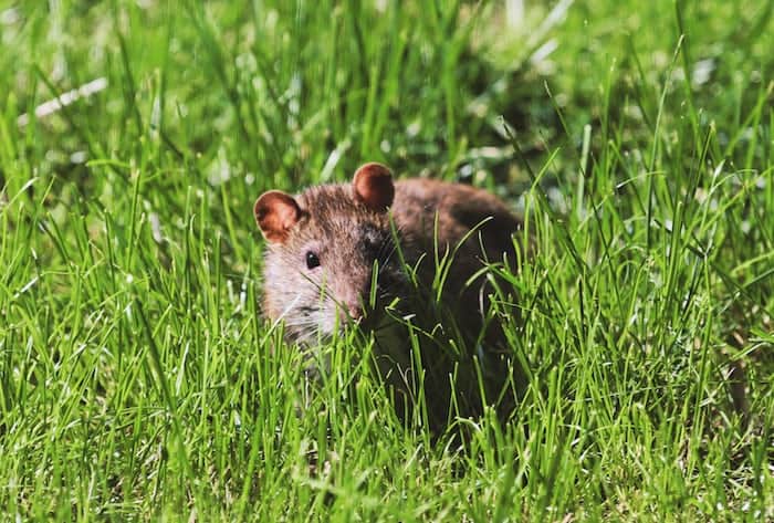 7 a rat in grass 7 a rat in grass
