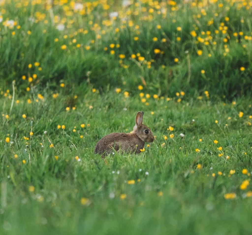 8 a rabbit in yellow flowers