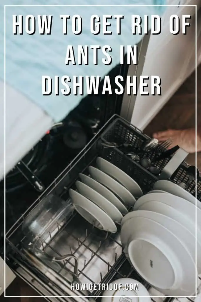 Ants In Dishwasher 1