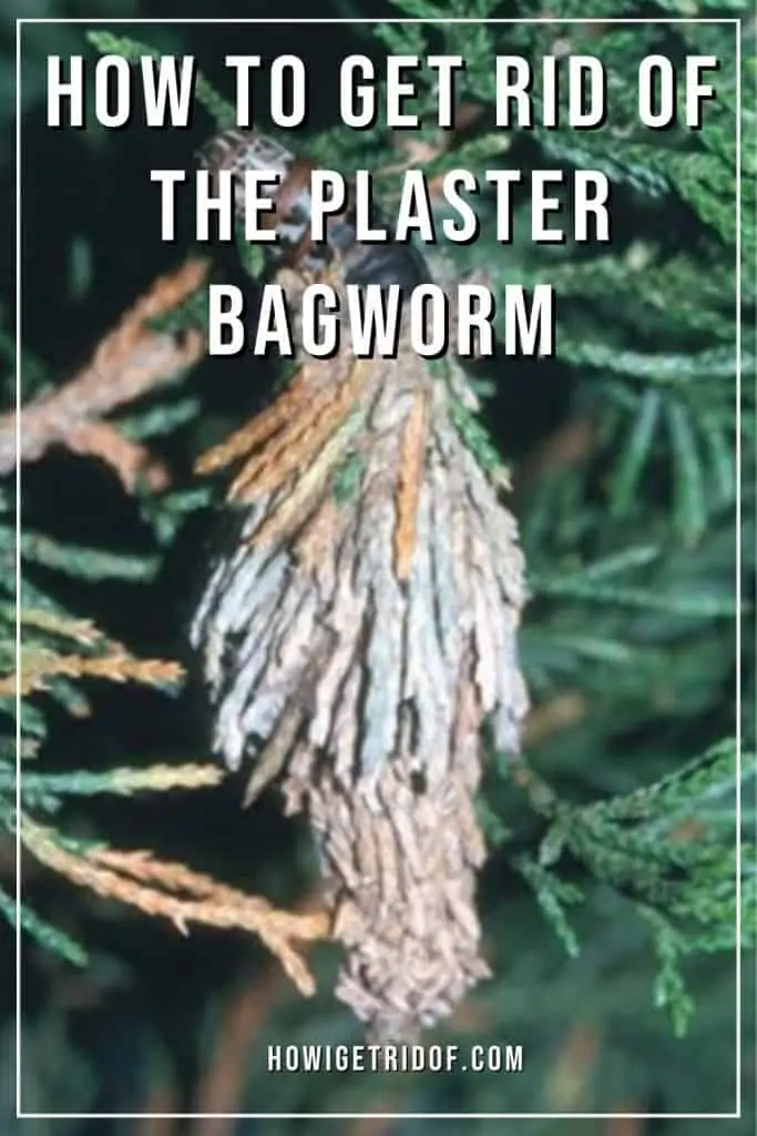 Plaster Bagworm 1