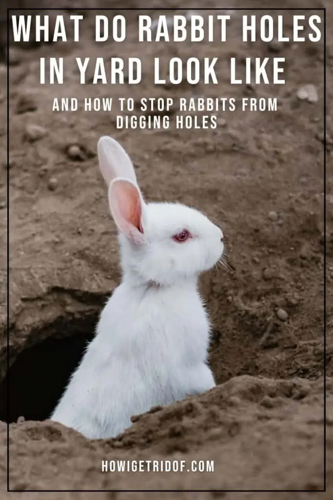 What Rabbit Holes In Yard Look Like and How to Stop Rabbits from ...