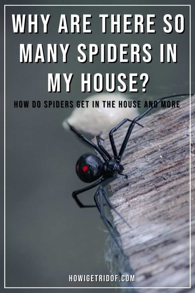 Why Are There So Many Spiders In My House? How Do Spiders Get In The