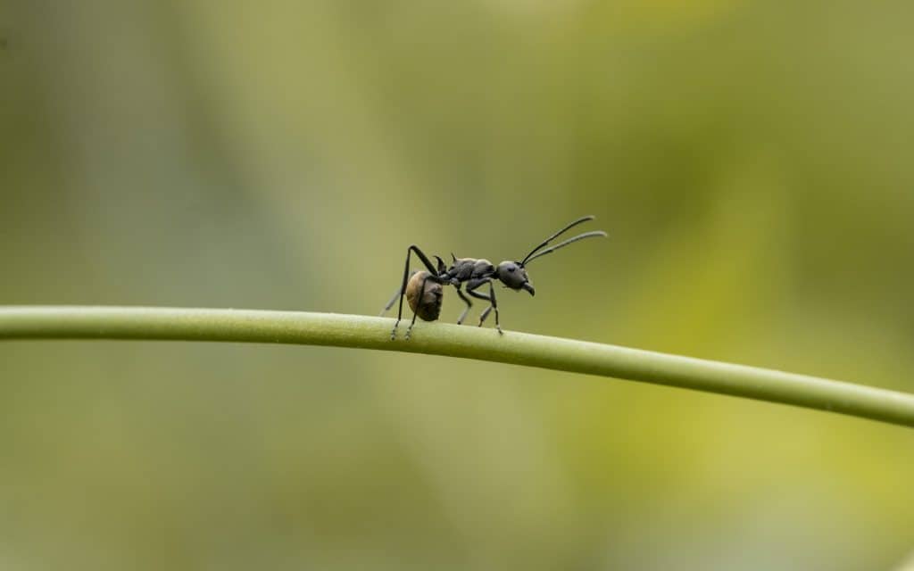 Carpenter Ant Damage Warning Signs Of Carpenter Ants How I Get Rid Of