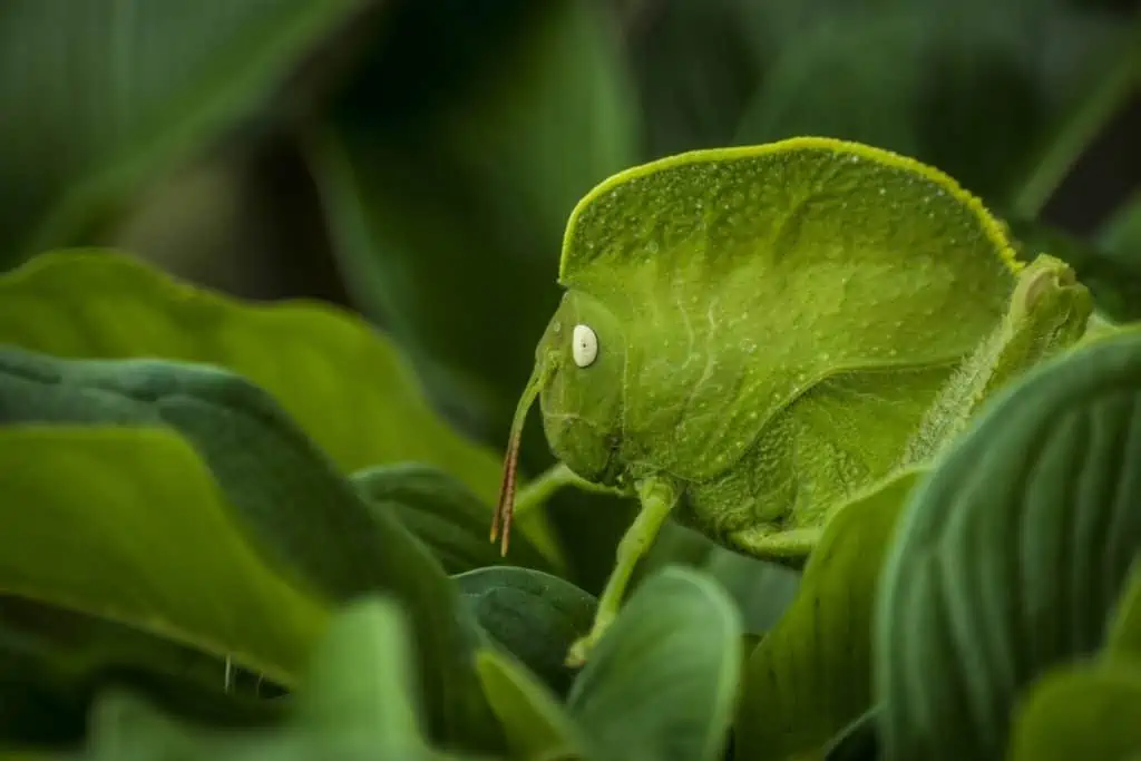 13 a leaf bug