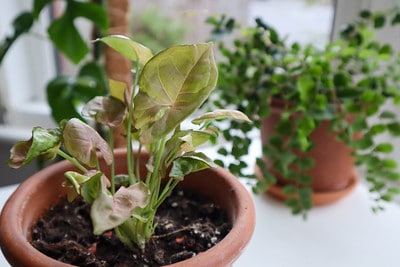 16. greenish syngonium with plants in background 16. greenish syngonium with plants in background
