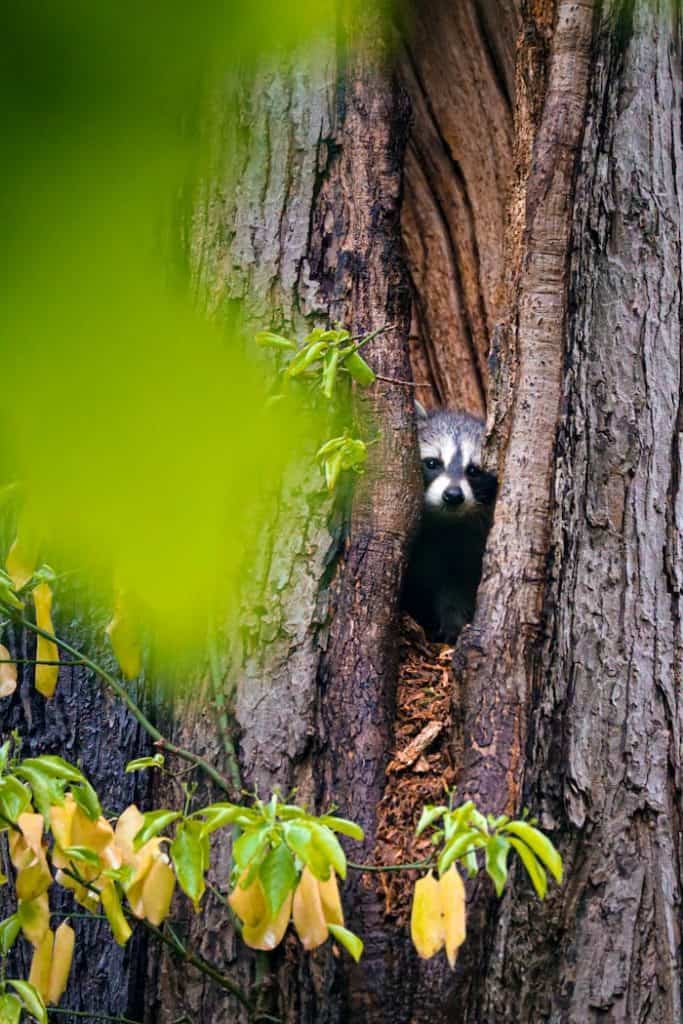 2 a baby raccoon looking through a tree 2 a baby raccoon looking through a tree