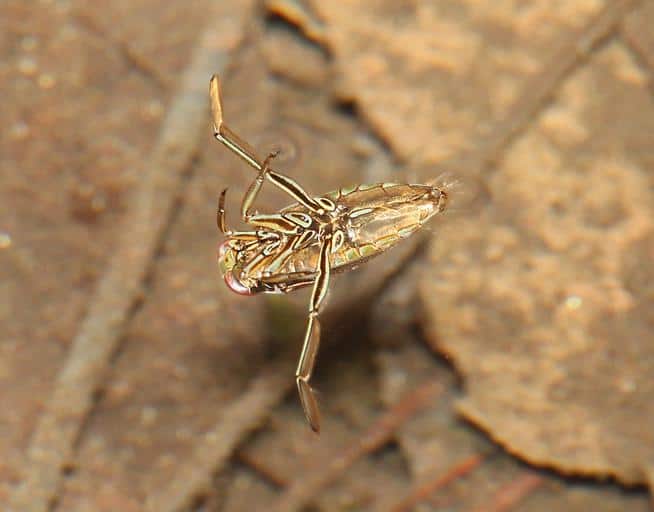 How To Get Rid Of Pool Mites How I Get Rid Of