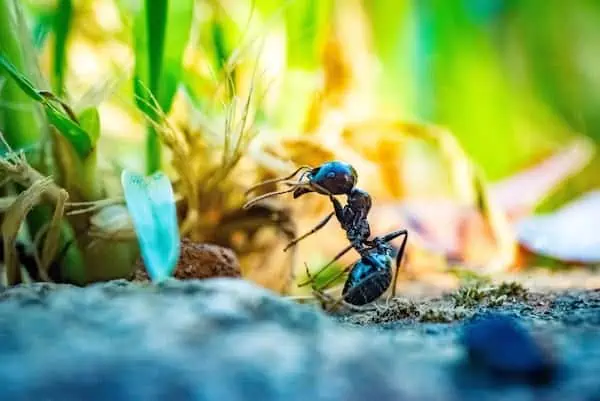 2 a black carpenter ant in dirt