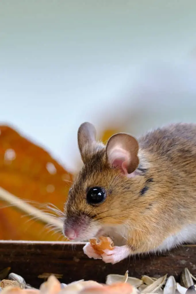 2 a mouse eating seeds