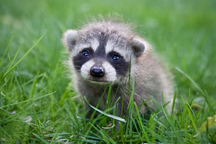 3 a baby raccoon in grass 3 a baby raccoon in grass