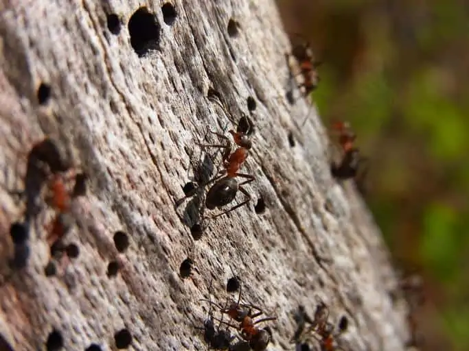 4 carpenter ant damage