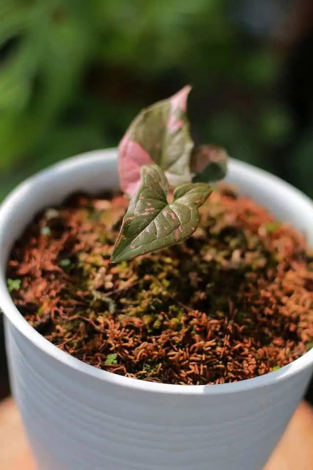 4. young syngonium with two leaves