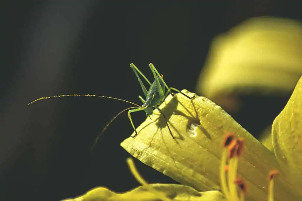 6 bush crickets