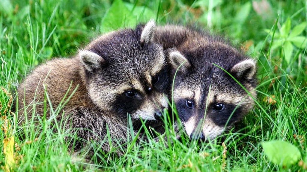 6 racoon kits in grass 6 racoon kits in grass