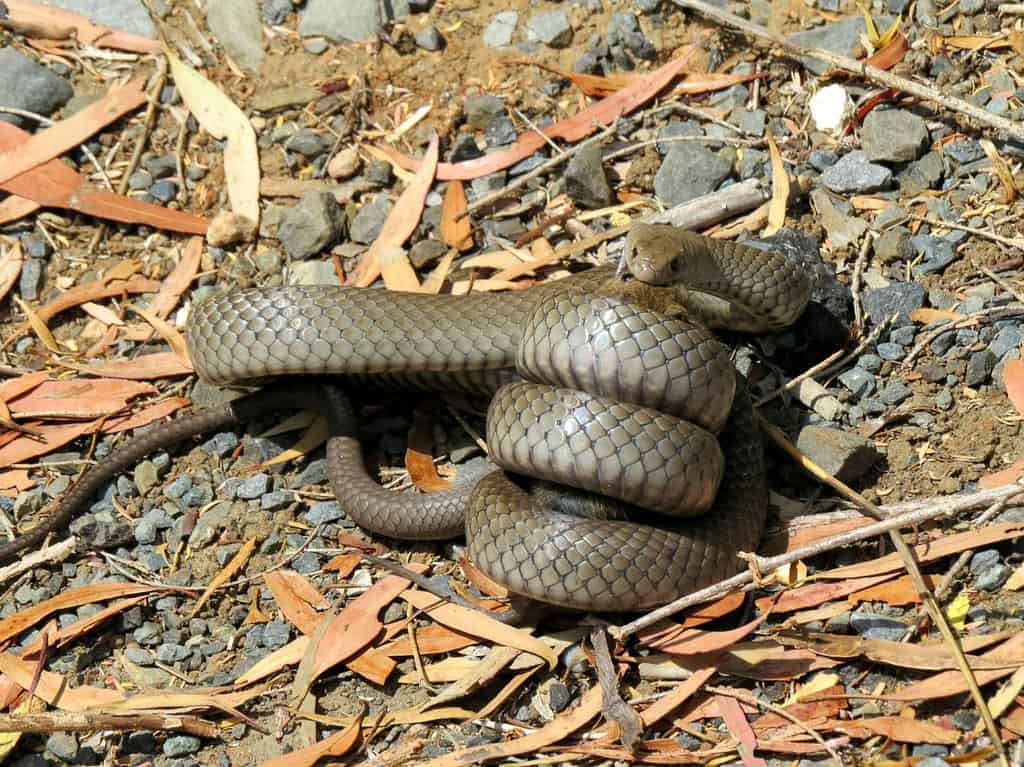 What Does Snake Poop Look Like? And Other Telltale Signs Snakes Are On your Property How I Get