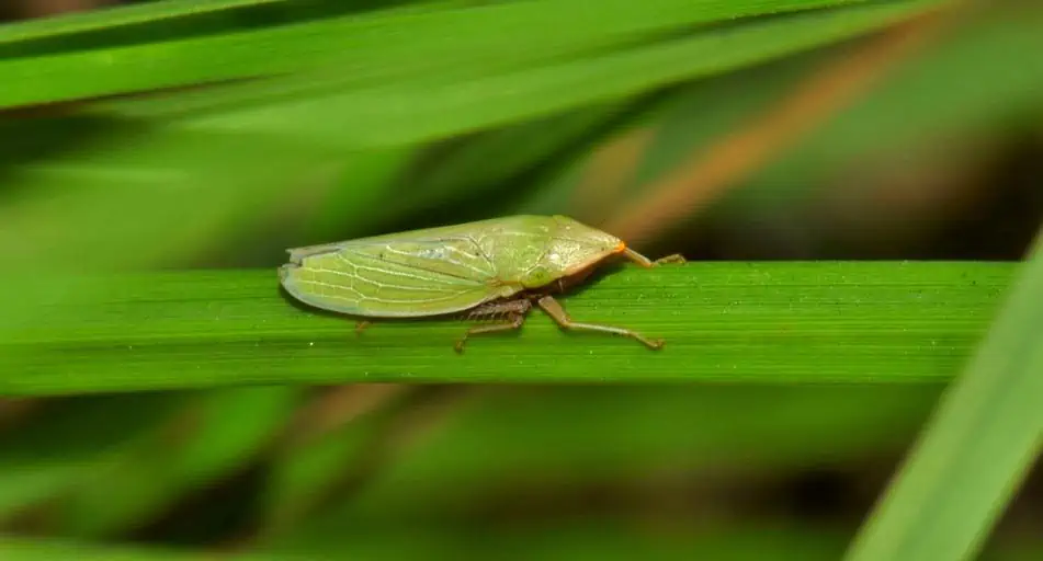 8 a leaf hopper on grass